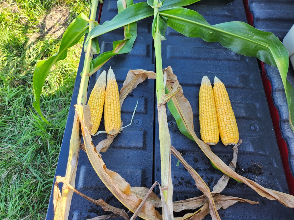 Field-trial comparison photograph from the 2022 Iowa visit